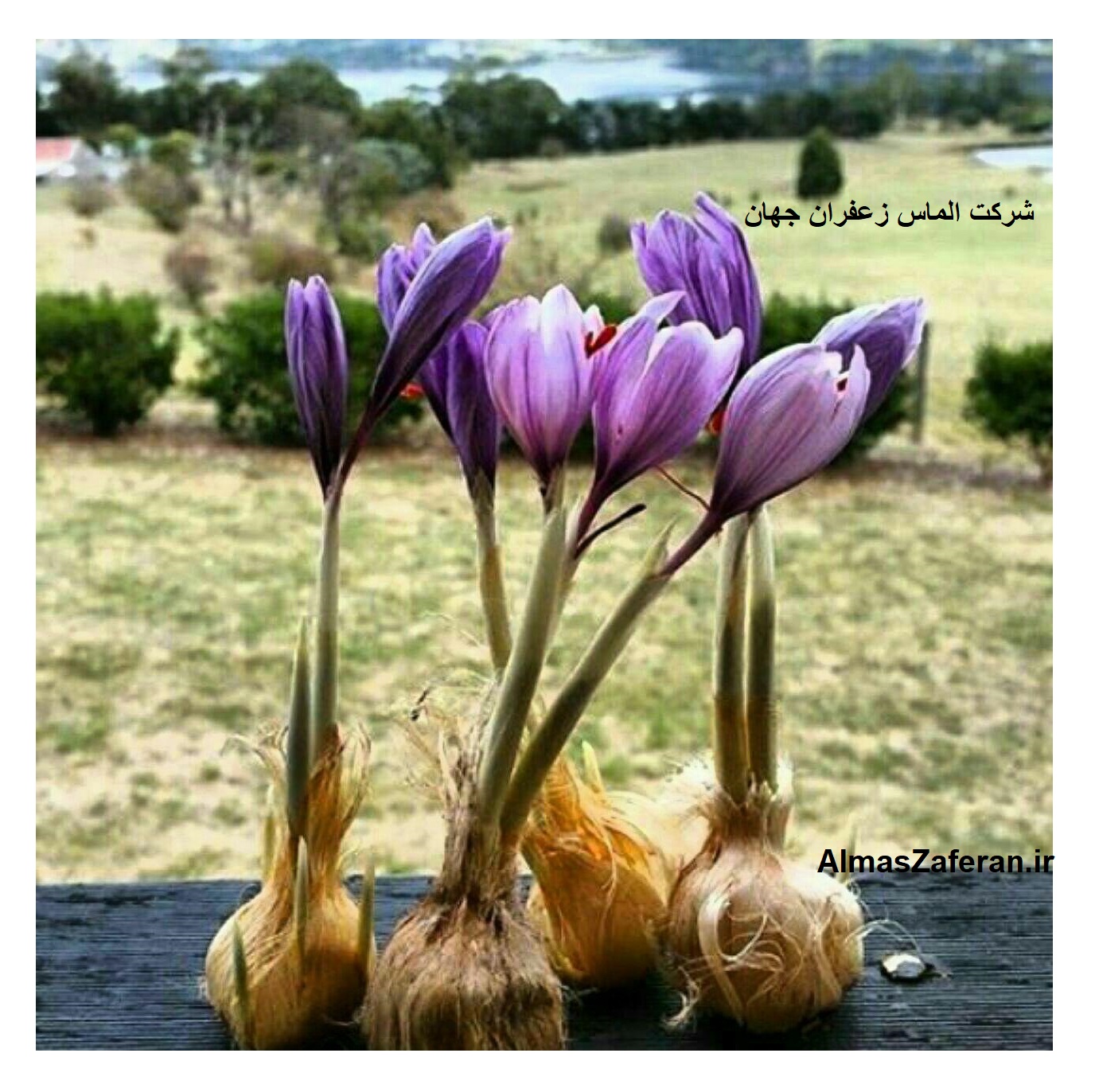 کشت زعفران گلخانه ای آیروپونیک